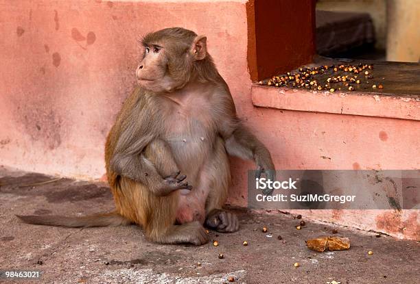 Rhesus Monkey Eating In A Plaza Haridwar India Stock Photo - Download Image Now - Animal, Color Image, Haridwar