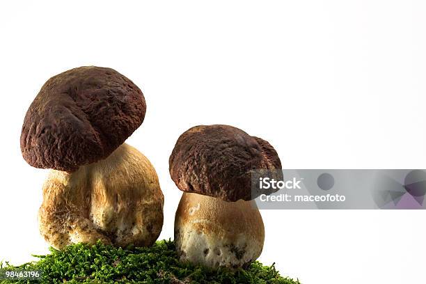 Foto de Cogumelos Selvagens e mais fotos de stock de Bosque - Floresta - Bosque - Floresta, Calçadão, Cena Não-urbana