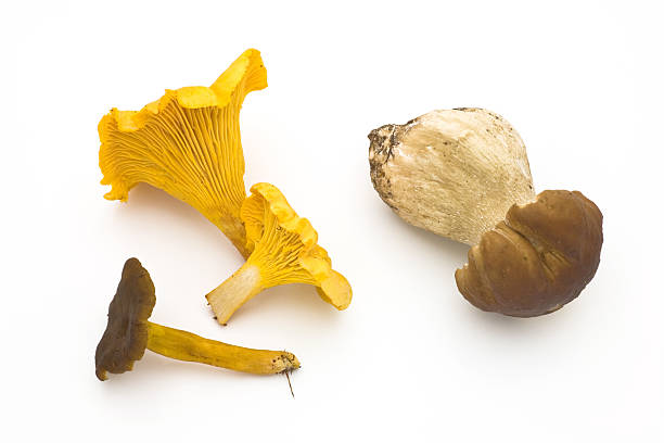 Edible wild mushrooms  cantharellus tubaeformis stock pictures, royalty-free photos & images
