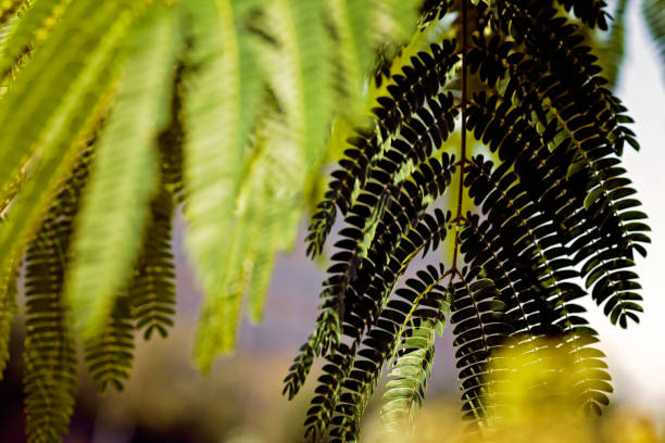 istock Albizia julibrissin 984640394