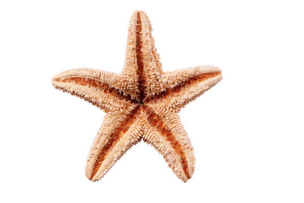 istock Small star fish seastar isolated on white background 984641452