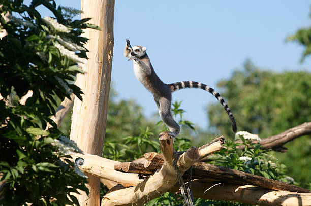 Ring-tailed Lemur stock photo