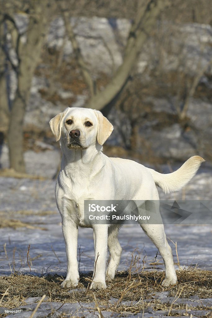 Young labrador Young labrador dog standing on a snow Animal Stock Photo