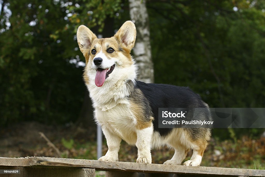 Standing dog  Pembroke Welsh Corgi Stock Photo