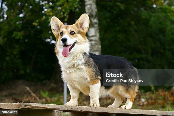 Standing Dog Stock Photo - Download Image Now - Pembroke Welsh Corgi, Animal, Color Image