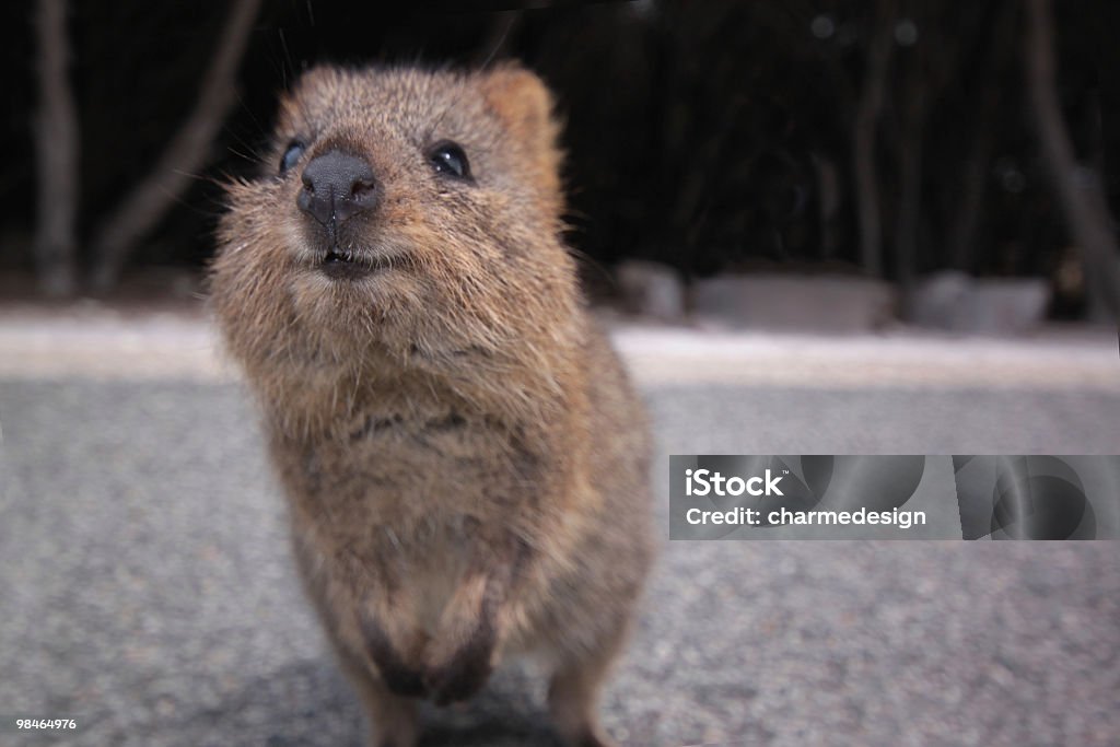 Quokka  Quokka Stock Photo