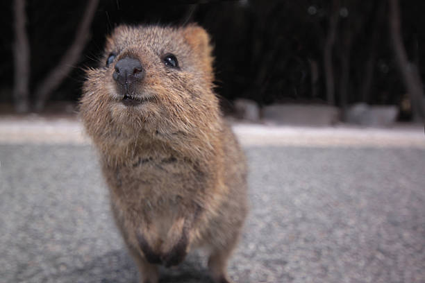 Quokka  rottnest island photos stock pictures, royalty-free photos & images