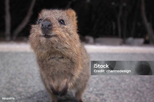 Quokka Stock Photo - Download Image Now - Quokka, Rottnest Island, Photography