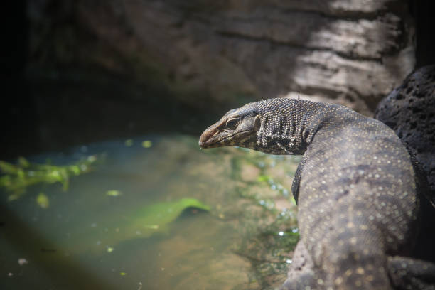 istock Varanus salvator also sometimes called erroneously Komodo Dragon in park Thailand 984653004