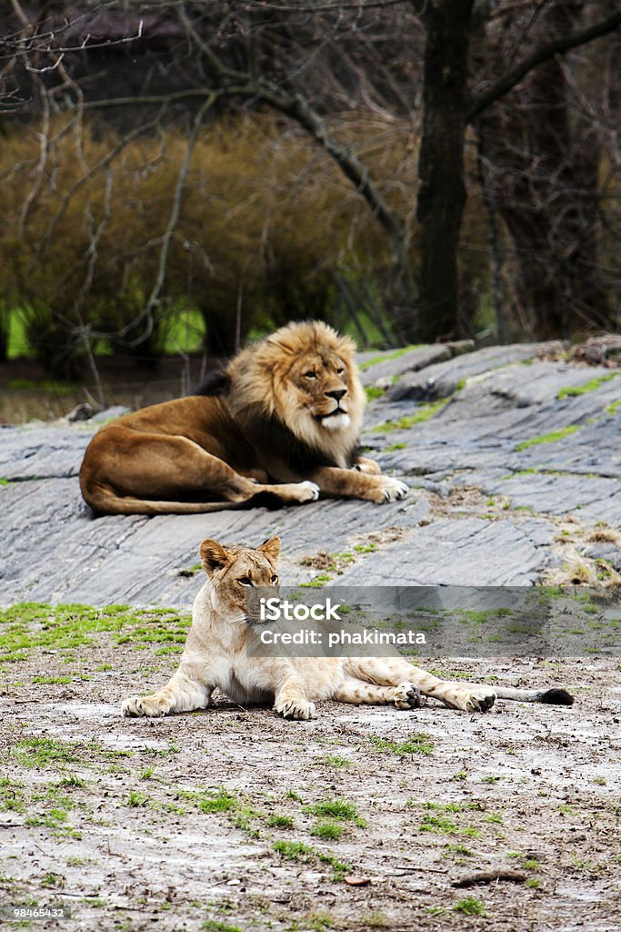 Löwe und Löwin Leg dich zusammen - Lizenzfrei Farbbild Stock-Foto