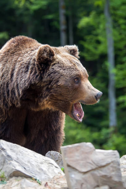 istock European brown bear in a forest landscape 984661862