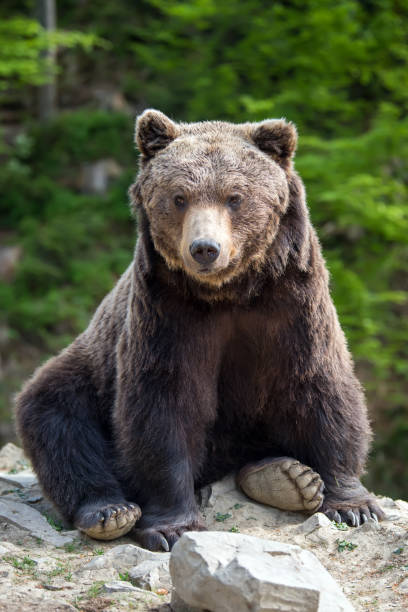istock European brown bear in a forest landscape 984661868