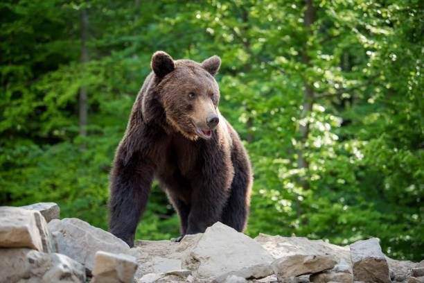 istock European brown bear in a forest landscape 984661892