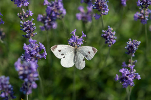 istock Large white butterfly, Pieris brassicae, contrasting with the violet levander and violet background 984664936