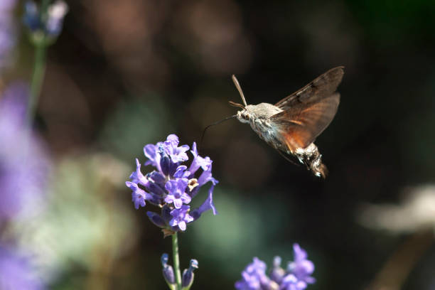 istock Butterfly a Hummingbird Hawk-moth in flight, sucking nectar from a Levander. 984665008