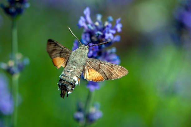 istock Butterfly a Hummingbird Hawk-moth in flight, sucking nectar from a Levander. 984665384