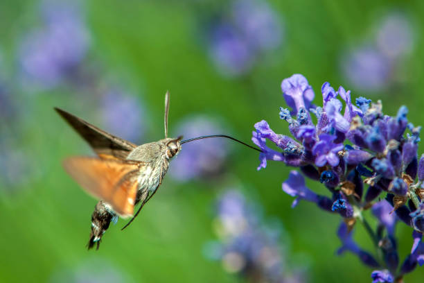istock Butterfly a Hummingbird Hawk-moth in flight, sucking nectar from a Levander. 984665588