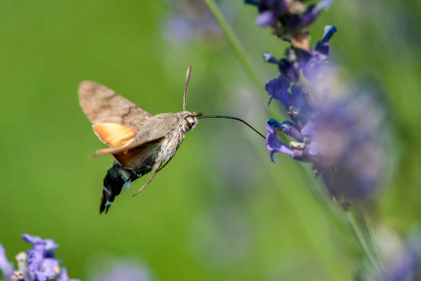 istock Butterfly a Hummingbird Hawk-moth in flight, sucking nectar from a Levander. 984665806