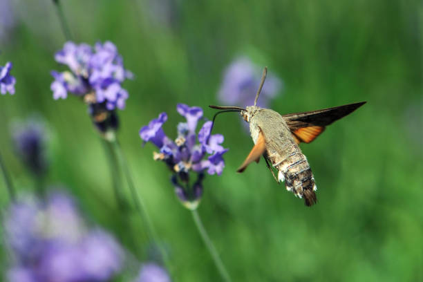 istock Butterfly a Hummingbird Hawk-moth in flight, sucking nectar from a Levander. 984665940
