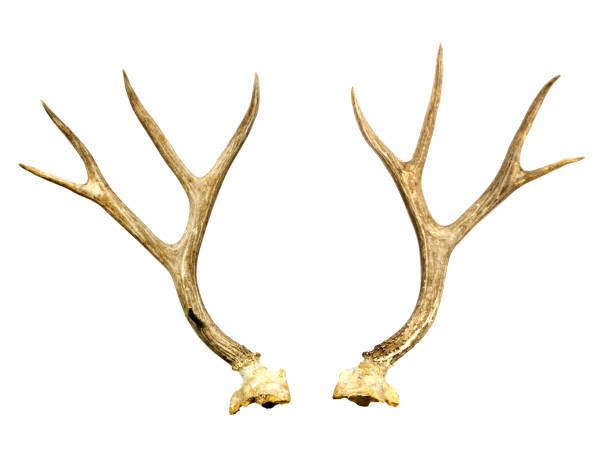 istock A pair of deer antler 984666552