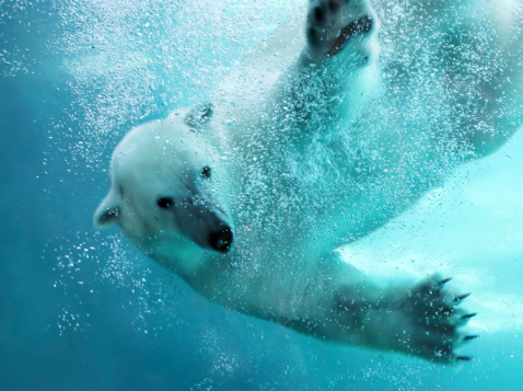 Polar bear attacking underwater with full paw blow details showing the extended claws, webbed fingers and lots of bubbles (focus on bubbles) - bear looking at camera. See more of my animal photos at http://tonytremblay.com/sylvie/animal.jpg