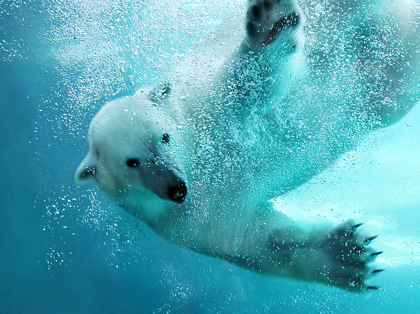 Polar bear underwater attack Polar bear attacking underwater with full paw blow details showing the extended claws, webbed fingers and lots of bubbles (focus on bubbles) - bear looking at camera. See more of my animal photos at http://tonytremblay.com/sylvie/animal.jpg polar bear stock pictures, royalty-free photos & images