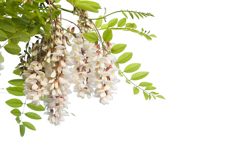 White flowers on branch of Robinia pseudoacacia or black locust isolated on white background