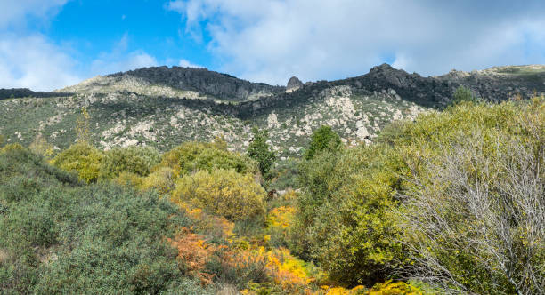 Willow forest in the Callejas stream