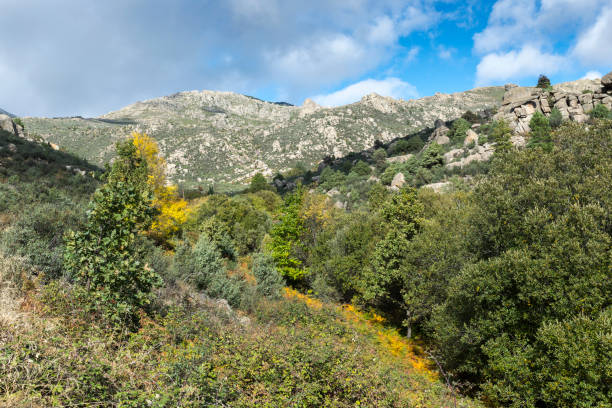 Willow forest in the Callejas stream