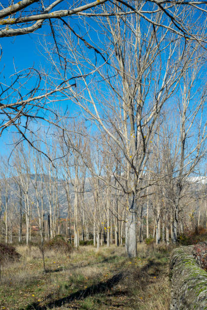istock Poplar groves next to the Fuentiduena stream 984670288