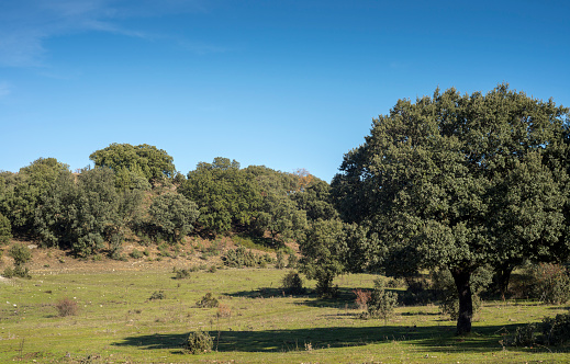 Holm oak forest, Quercus ilex subsp. rotundifolia, and Mediterranean pastures next to the city of Cerceda, in the province of Madrid, Spain