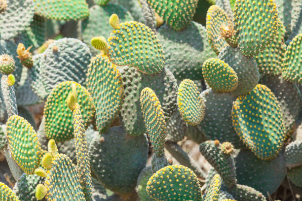 istock Prickly Pear Cactus at sunny summer day 984670530