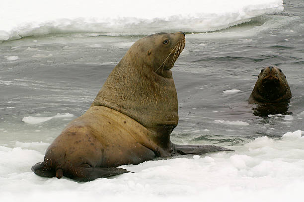 istock Northern sea-lion. 98467151