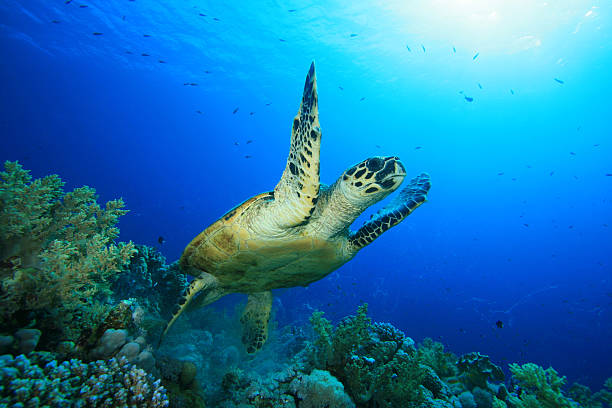 istock Hawksbill Turtle takes off from a coral reef 98467216