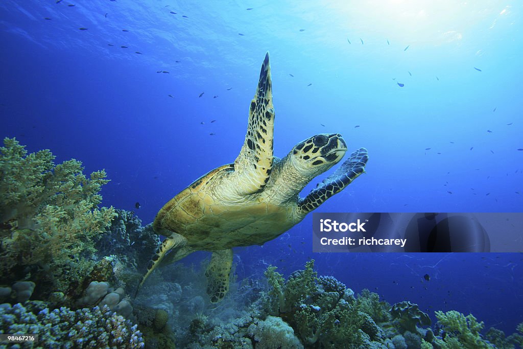 Hawksbill Turtle takes off from a coral reef  Animal Stock Photo