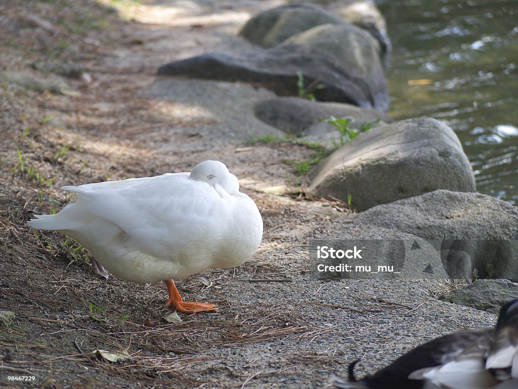 Pato de dormir - Foto de stock de Asa animal royalty-free