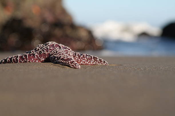 Stock photo of a Striped Shore Crab hidden in the rocks at Pescadero State Beach in San Mateo County, Northern California.