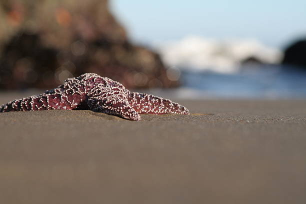 Star Fish by the sea at Canon beach stock photo
