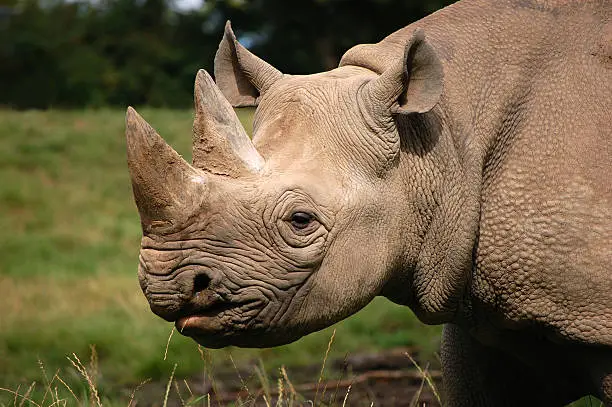 A close-up of a black rhinoceros with focus and light on the horns.