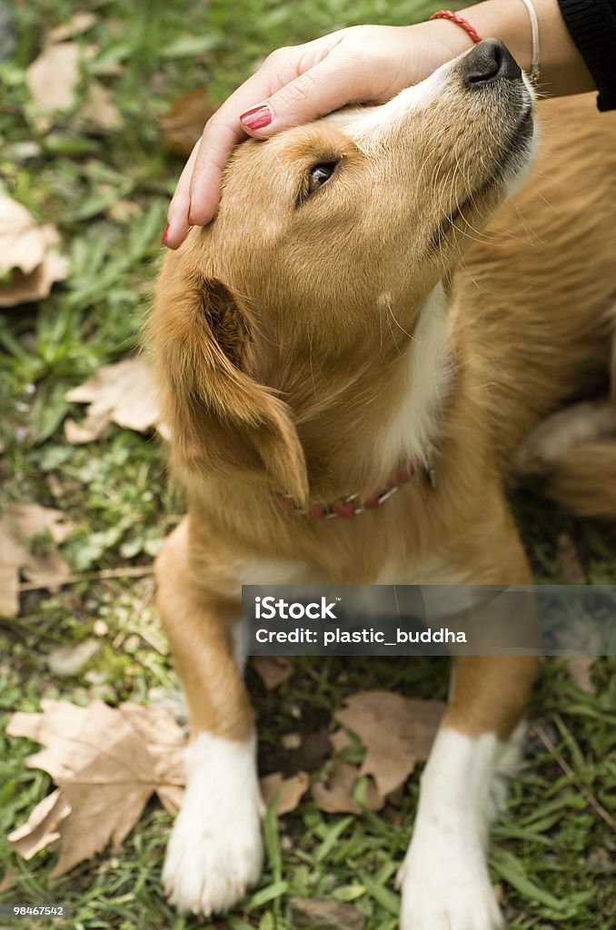 Streicheln Hund - Lizenzfrei Farbbild Stock-Foto