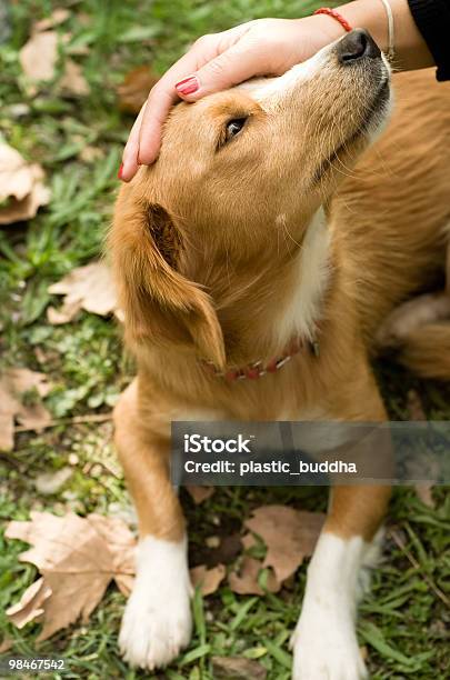 Foto de Pequeno Cão e mais fotos de stock de Acariciar - Acariciar, Amizade, Animal
