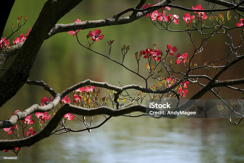 Dogwood cerezos en flor rosa - Foto de stock de Agua libre de derechos