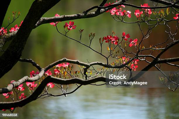 Dogwood Cerezos En Flor Rosa Foto de stock y más banco de imágenes de Agua - Agua, Aire libre, Color - Tipo de imagen