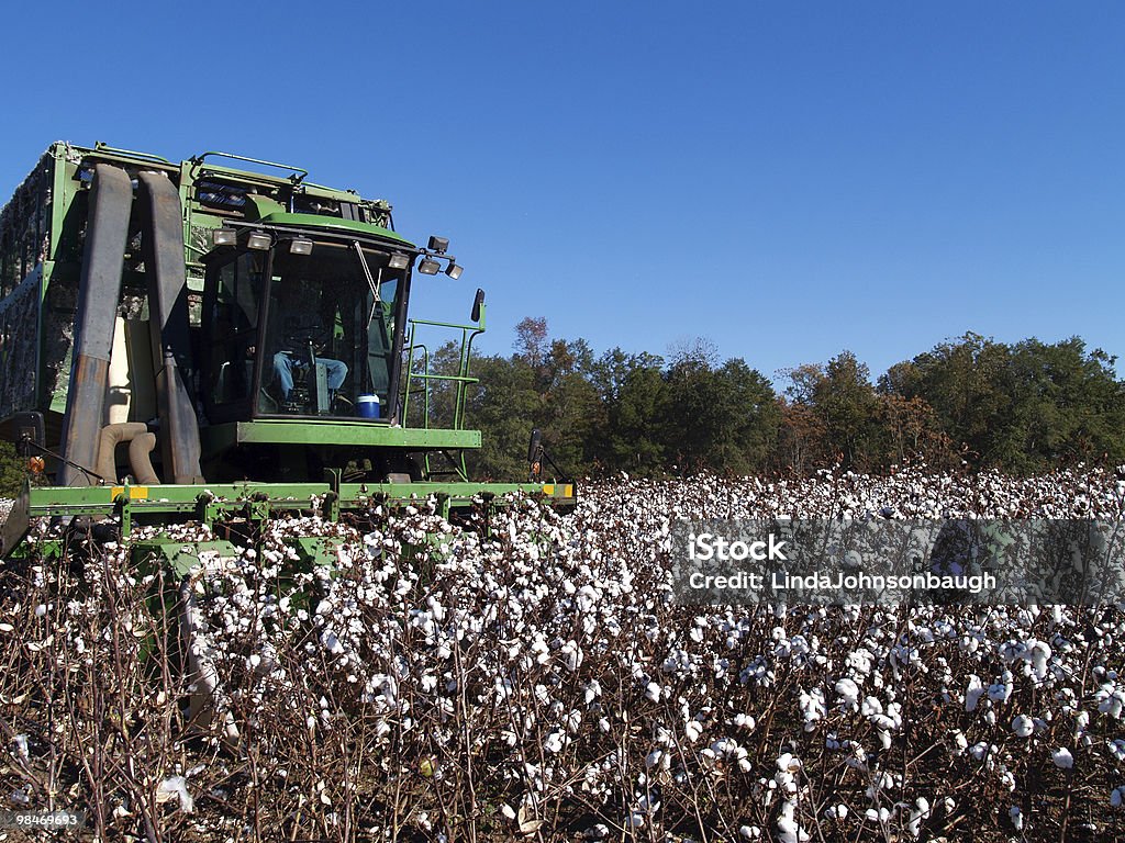 Recolección de algodón - Foto de stock de Planta de algodón libre de derechos