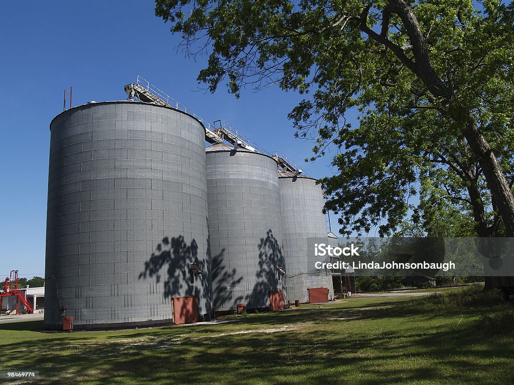 Grande fleur Silos à côté d'un bosquet de pacaniers - Photo de Adulte d'âge mûr libre de droits