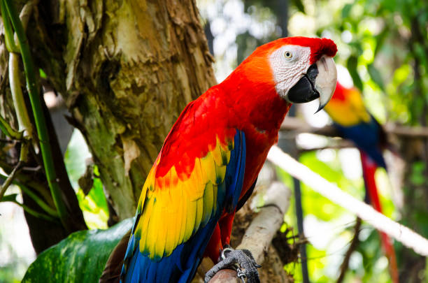 istock single colorful parrot in the mini zoo 984698166