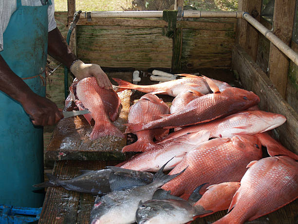 pêcheur nettoyer les jours, profitez - fish catch of fish seafood red snapper photos et images de collection