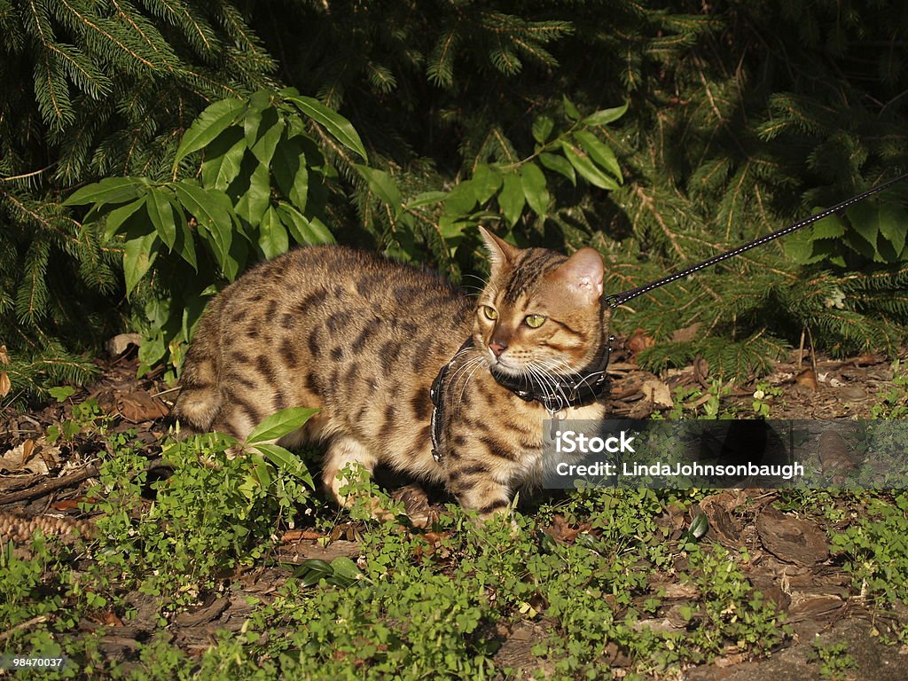 Male Serval Savannah Cat on a Leash  Animal Stock Photo