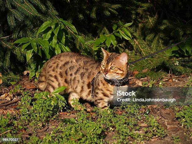 Male Serval Savannah Cat On A Leash Stock Photo - Download Image Now - Animal, Animal Eye, Black Color