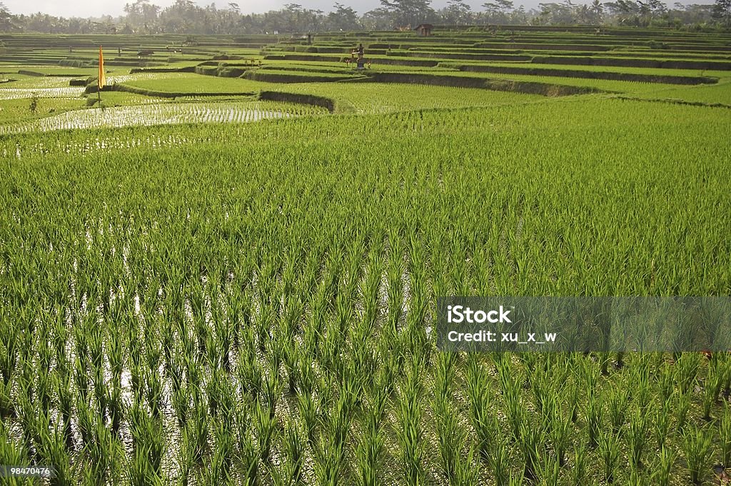 Terrazza in Asia - Foto stock royalty-free di Agricoltura